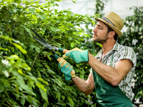 Community gardener working in a Limehouse garden bed, close-up of hands planting seedlings